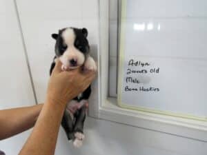 black and white husky puppy for sale