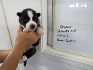 black and white husky puppy