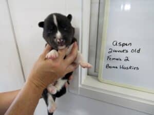black and white husky puppy