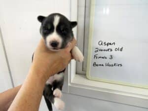 black and white husky puppy