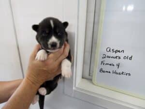 black and white husky puppy