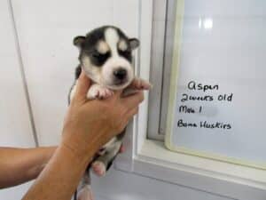 black and white husky puppy
