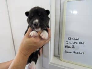 black and white husky puppy