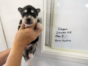 black and white husky puppy