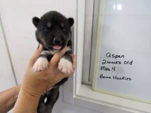 black and white husky puppy