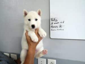 white husky puppy for sale