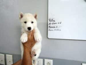 white husky puppy for sale