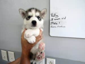 grey and white husky puppy for sale
