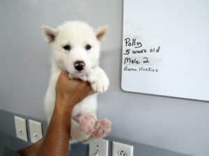 white husky puppy for sale