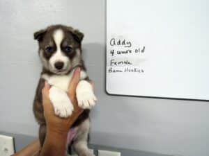 red and white husky puppy for sale