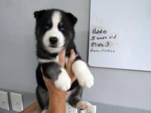 black and white husky puppy for sale
