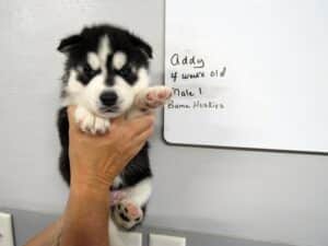 black and white husky puppy for sale