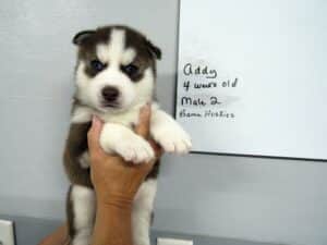 red and white husky puppy for sale