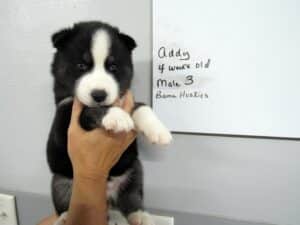 black and white husky puppy for sale