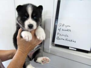 black and white husky puppy