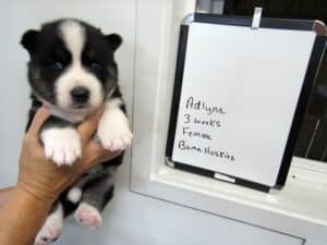 black and white husky puppy for sale