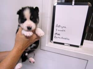 black and white husky puppy for sale