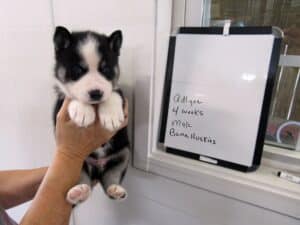 black and white husky puppy