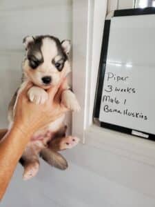 grey and white 3 week old husky puppy