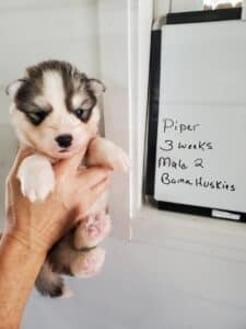 grey and white 3 week old husky puppy