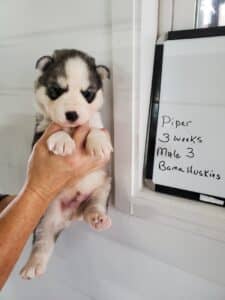grey and white 3 week old husky puppy