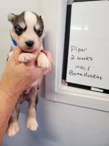 grey and white husky puppy for sale