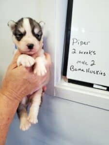 grey and white husky puppy for sale