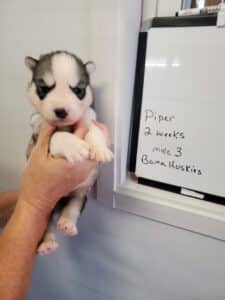 grey and white husky puppy for sale