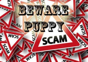 puppy scams