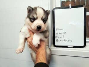 grey and white husky puppy for sale