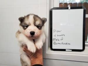 grey and white husky puppy for sale