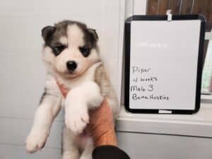 grey and white husky puppy for sale