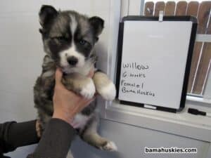 agouti husky puppy for sale