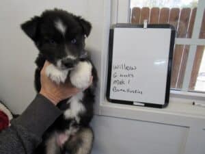 black and white husky puppy for sale