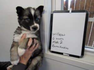 agouti husky puppy for sale