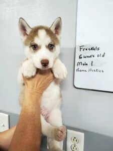 red and white husky puppy for sale