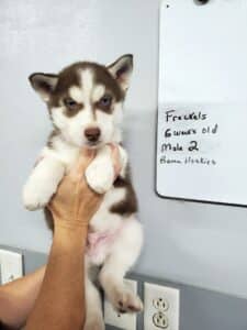 red and white husky puppy for sale