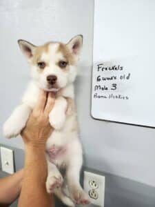 red and white husky puppy for sale