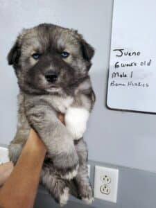 agouti husky puppy for sale