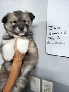 agouti husky puppy for sale