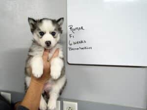 gray and white husky puppy for sale