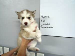 red and white husky puppy for sale