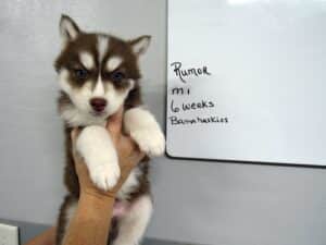 red and white husky puppy for sale