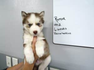 red and white husky puppy for sale