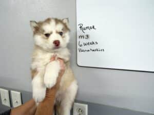 red and white husky puppy for sale