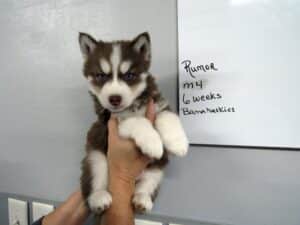 red and white husky puppy