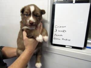 red and white husky puppy for sale