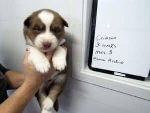 red and white husky puppy for sale