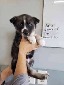 agouti husky puppy for sale