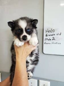 agouti husky puppy for sale